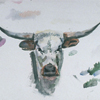 Bullhead; 2001; watercolor on paper; 11 ¾ x 30 inches
